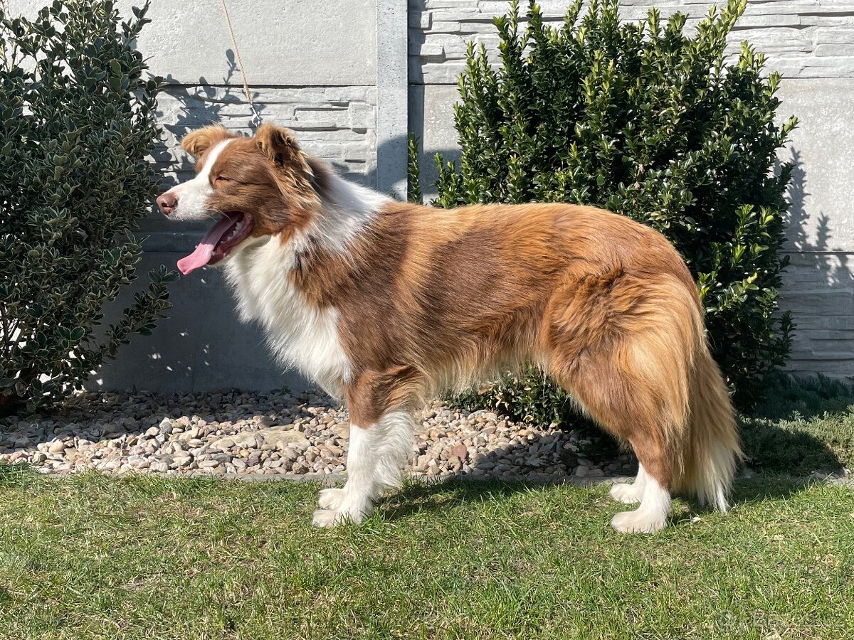 Border kolie s PP hnědo bílá a red merle - 5