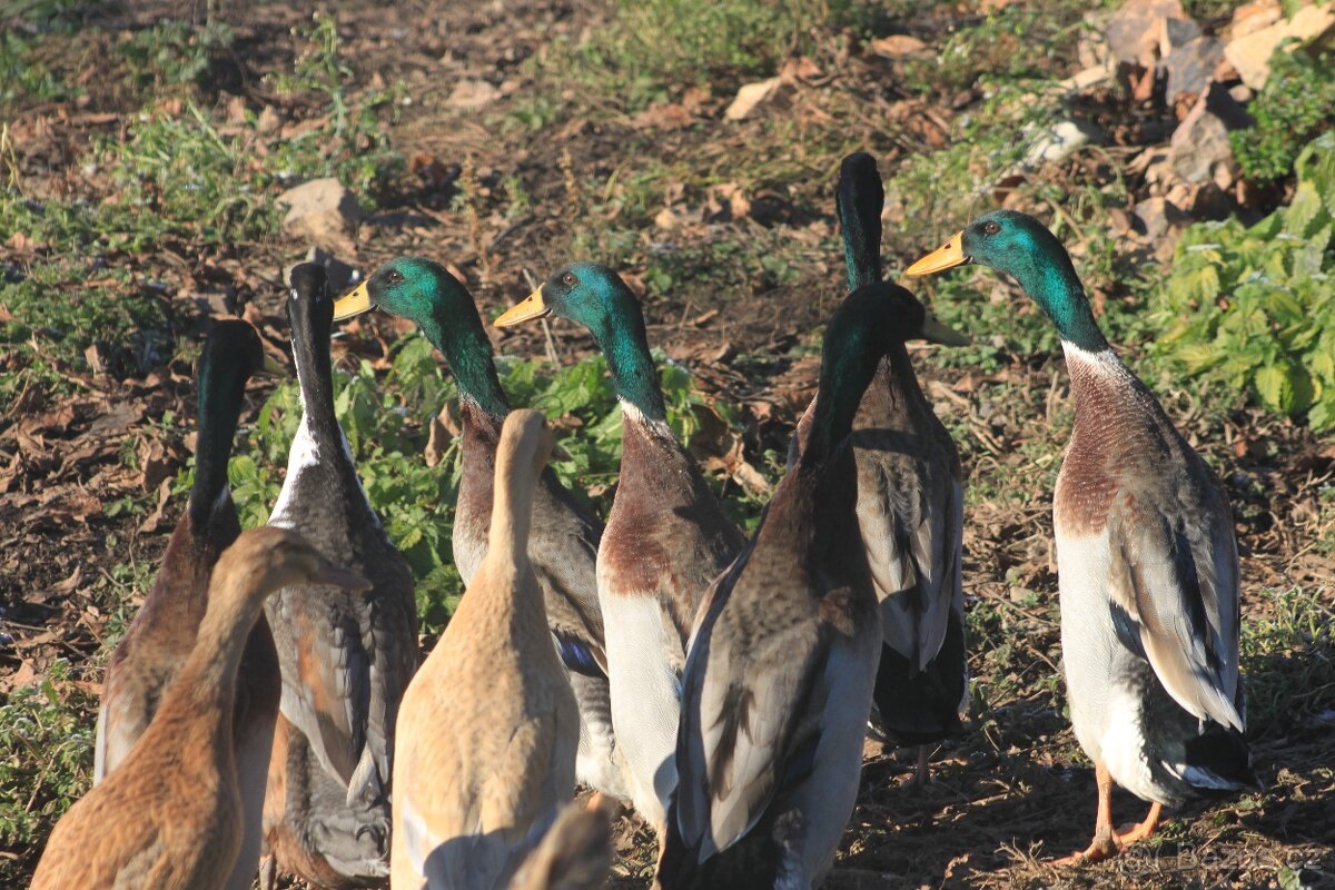 Indický běžec - kačeři - 5