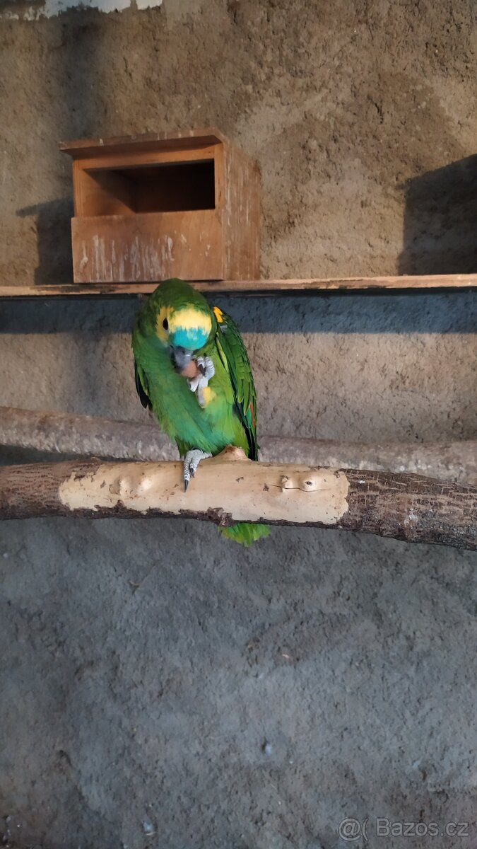 Amazoňan modročelý - 5