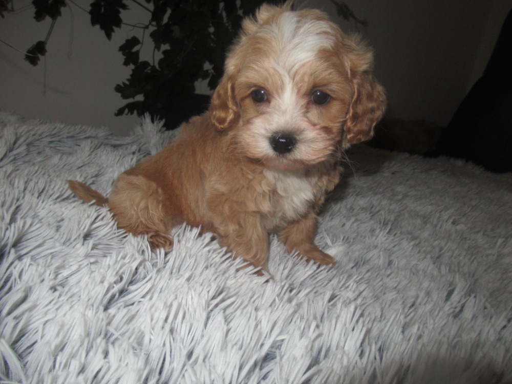 Maltipoo štěňátka - 5