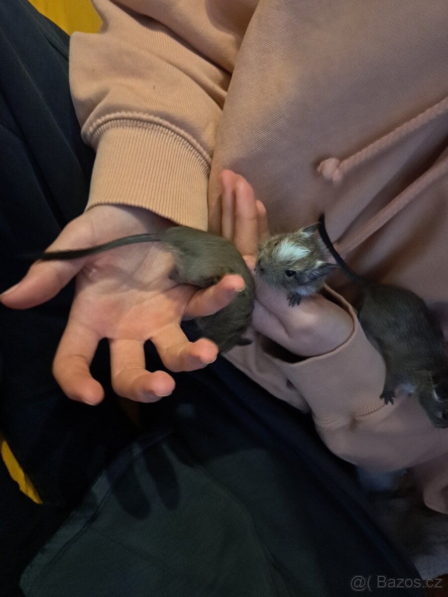 Osmák Degu - 5