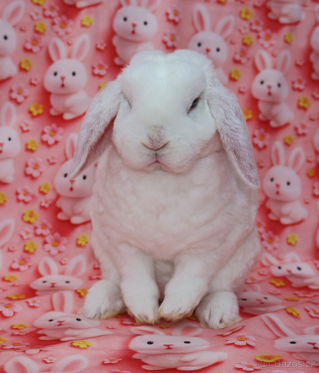 Zakrslý modrooký rex beránek , maličká samička - 5