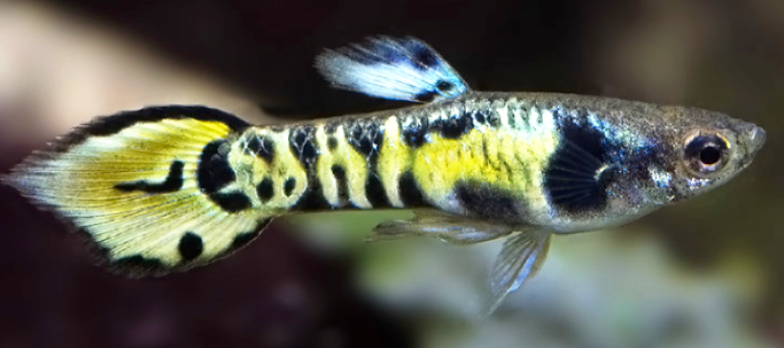 Endlerky & Paví očka mix - 5