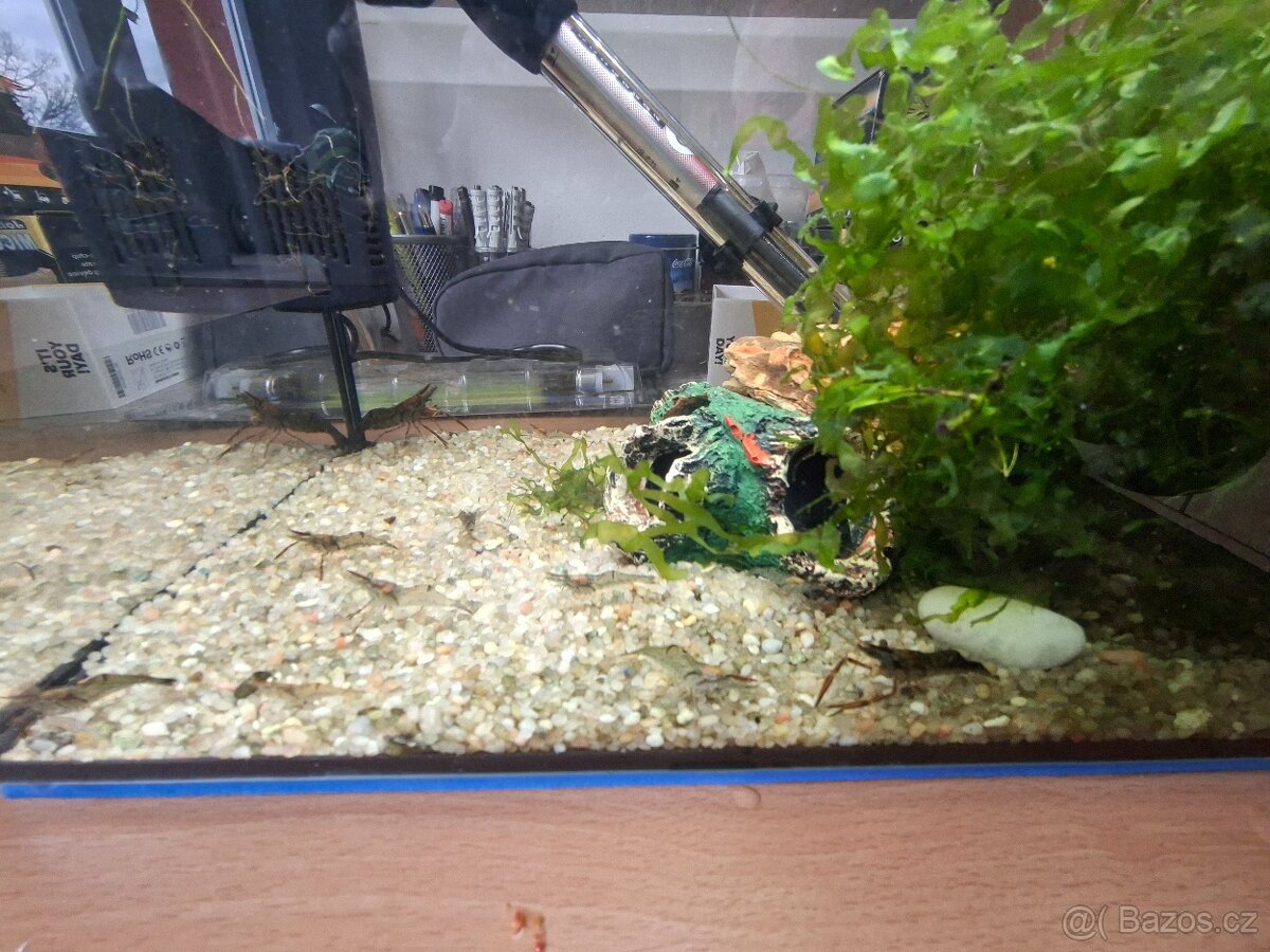 Kreveta čokoládová - 5