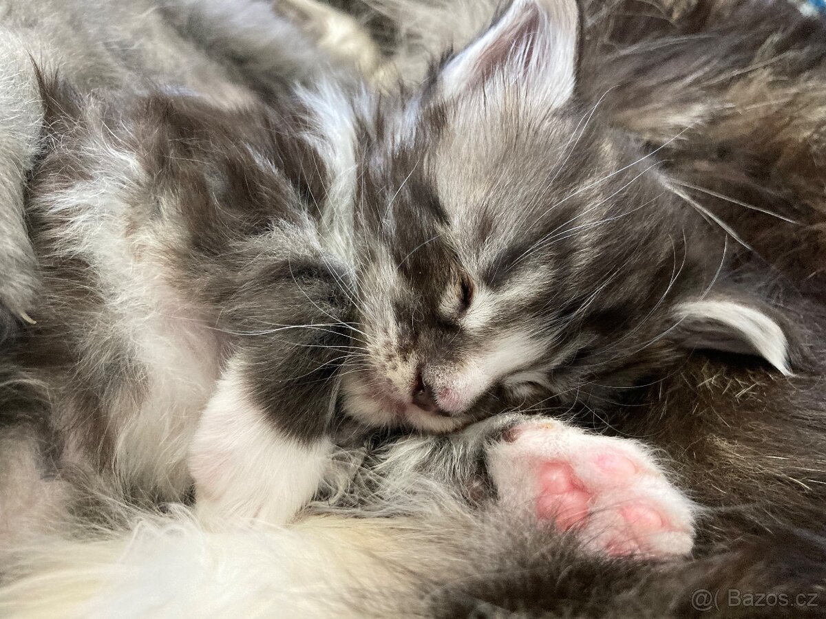 Mainská mývalí kočka- koťata/ Maine coon - 5