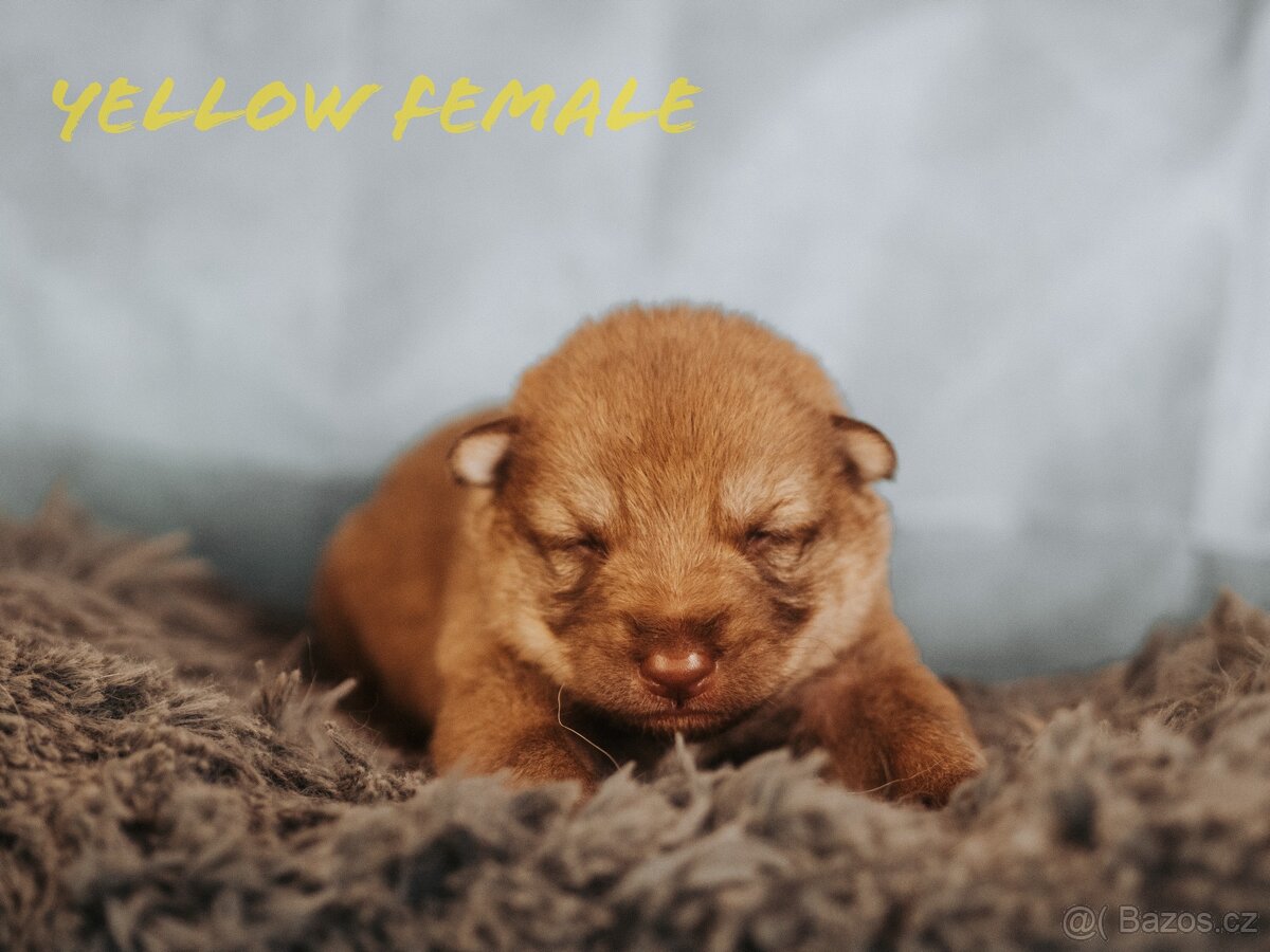 Saarloosův vlčák - prodej - 5