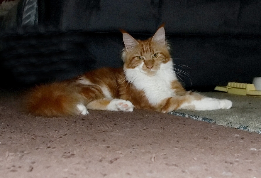 Mainská mývalí - 5