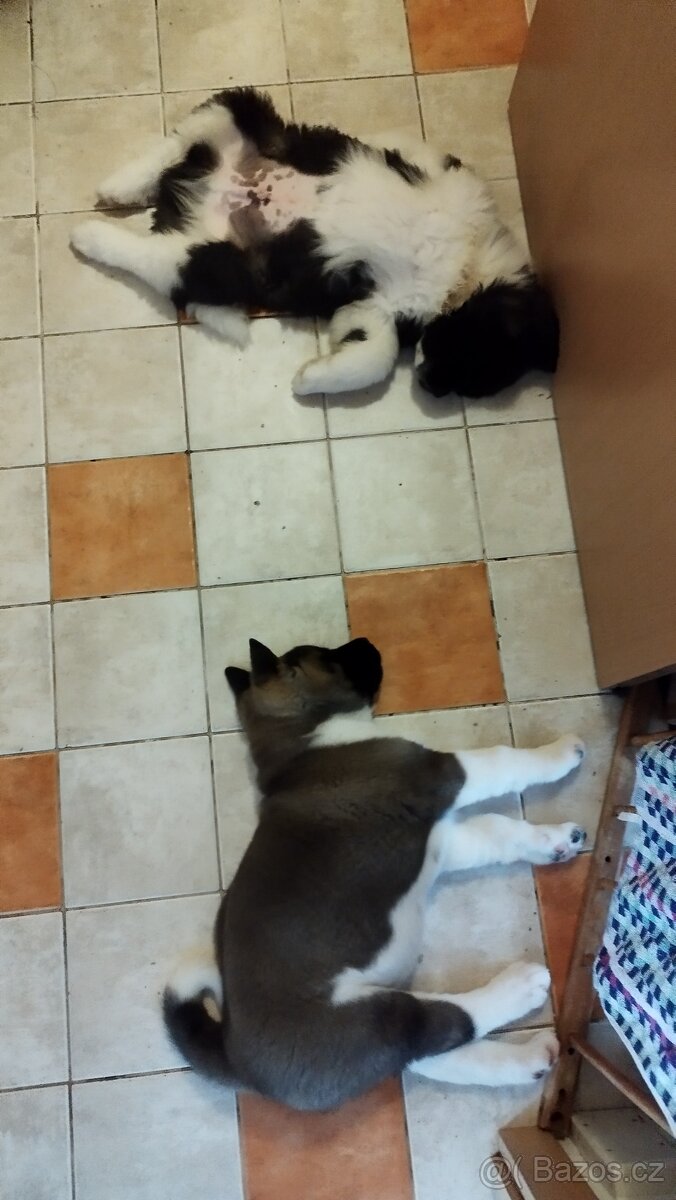 Americká akita štěňátka pejsek a fenečka - 5