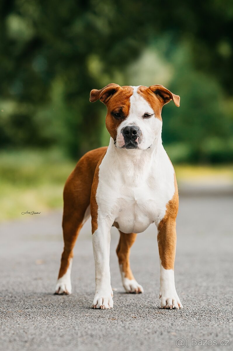 Krytí psem Americký stafordšírský teriér - 5