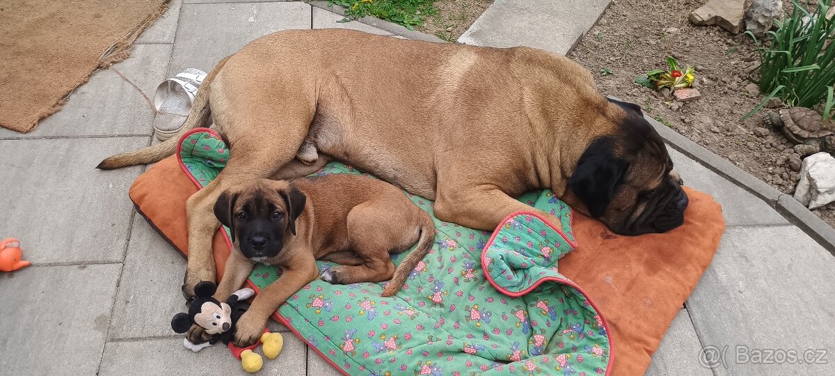 Pes CC bez PP, na krytí - 5