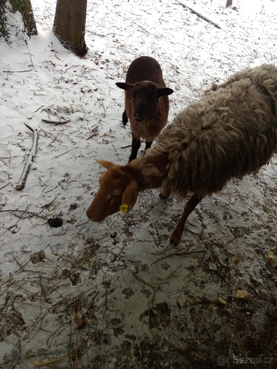 Prodám ovce - 5