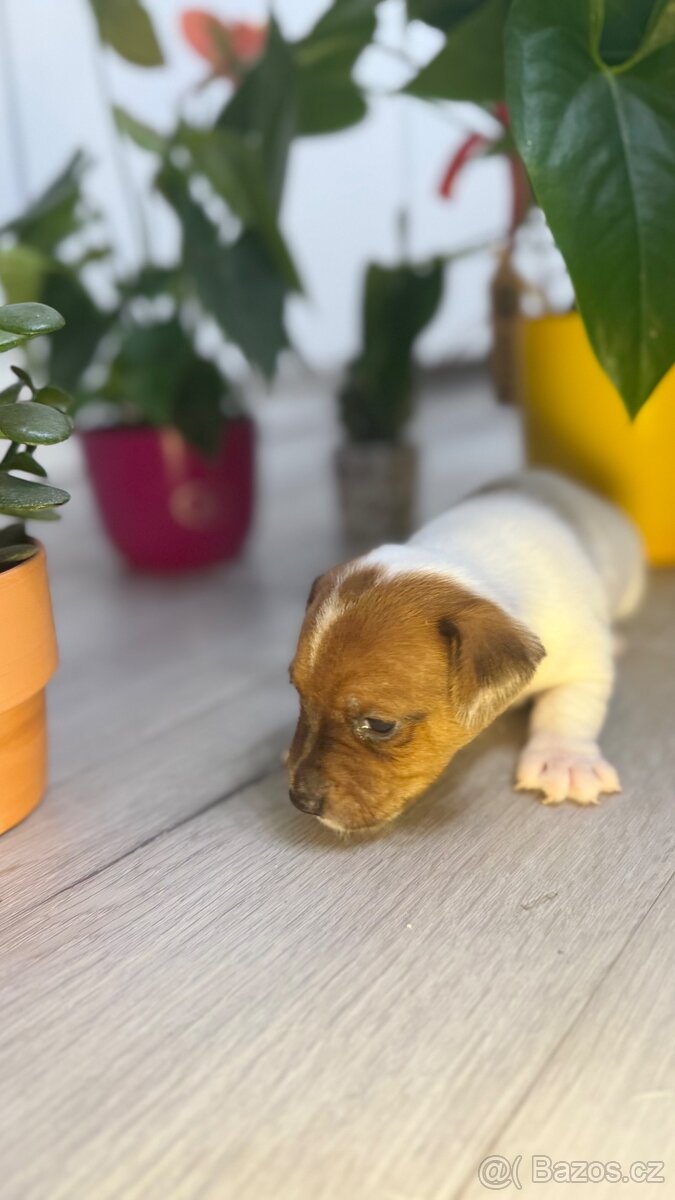 Jack Russel Terier - 5