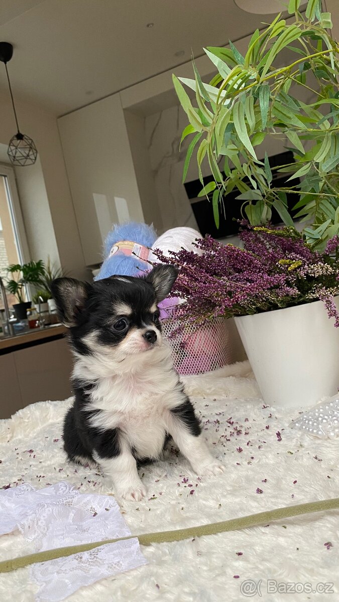 Nádherný čivava pejsek P. P. FCI - 5