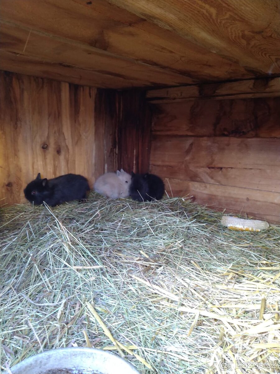 Prodám zakrslá králíčata - 5