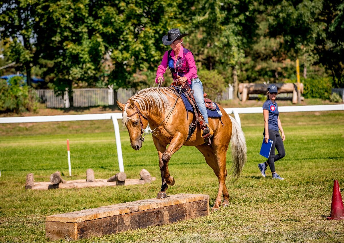 Připouštění QH hřebcem - 5