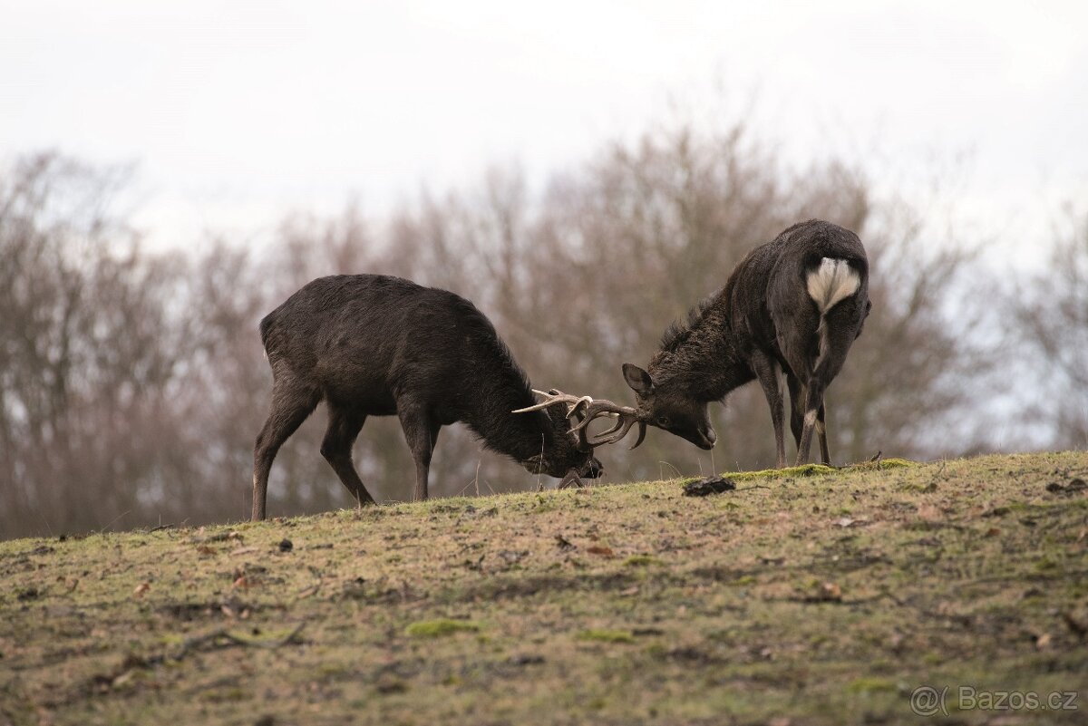 LÁNSKÁ OBORA V PROMĚNÁCH ČASU - 5