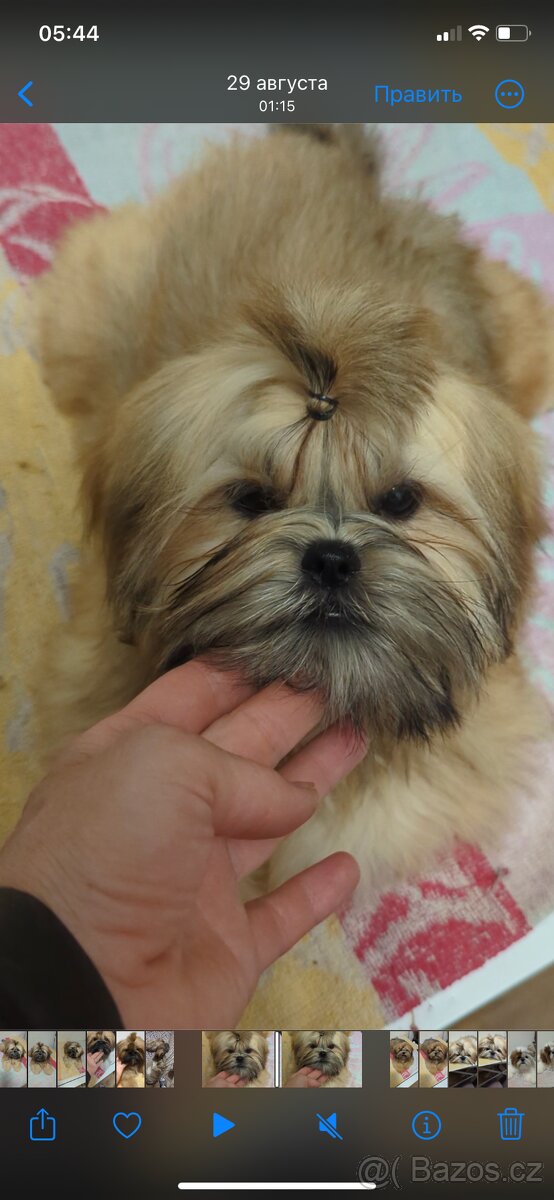 Štěňata Shih Tzu, FCI - 5