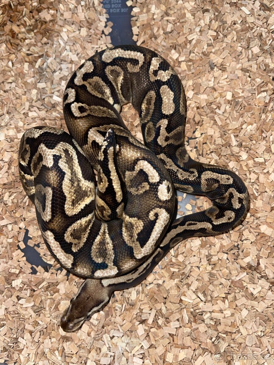 Krajta královská - 5