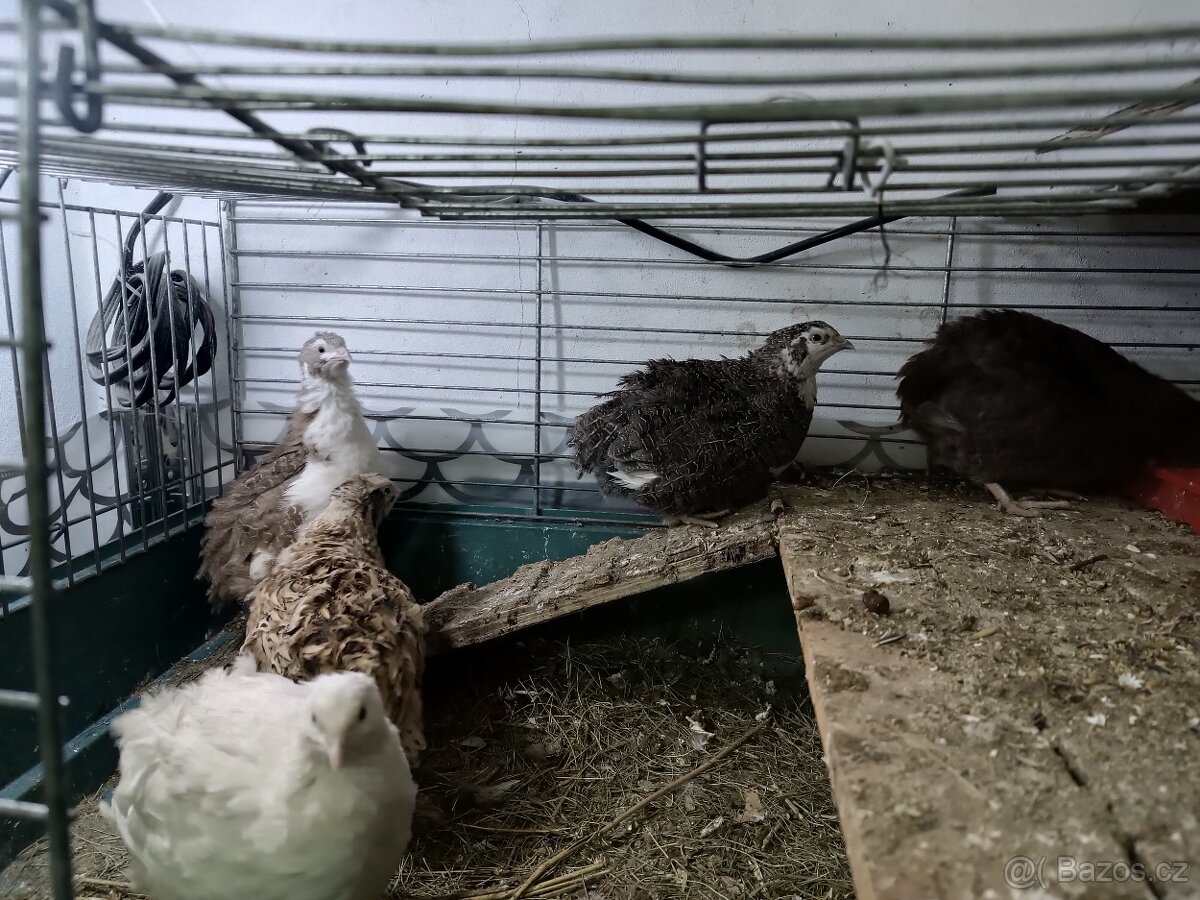 Násadová vejce křepelky - 5