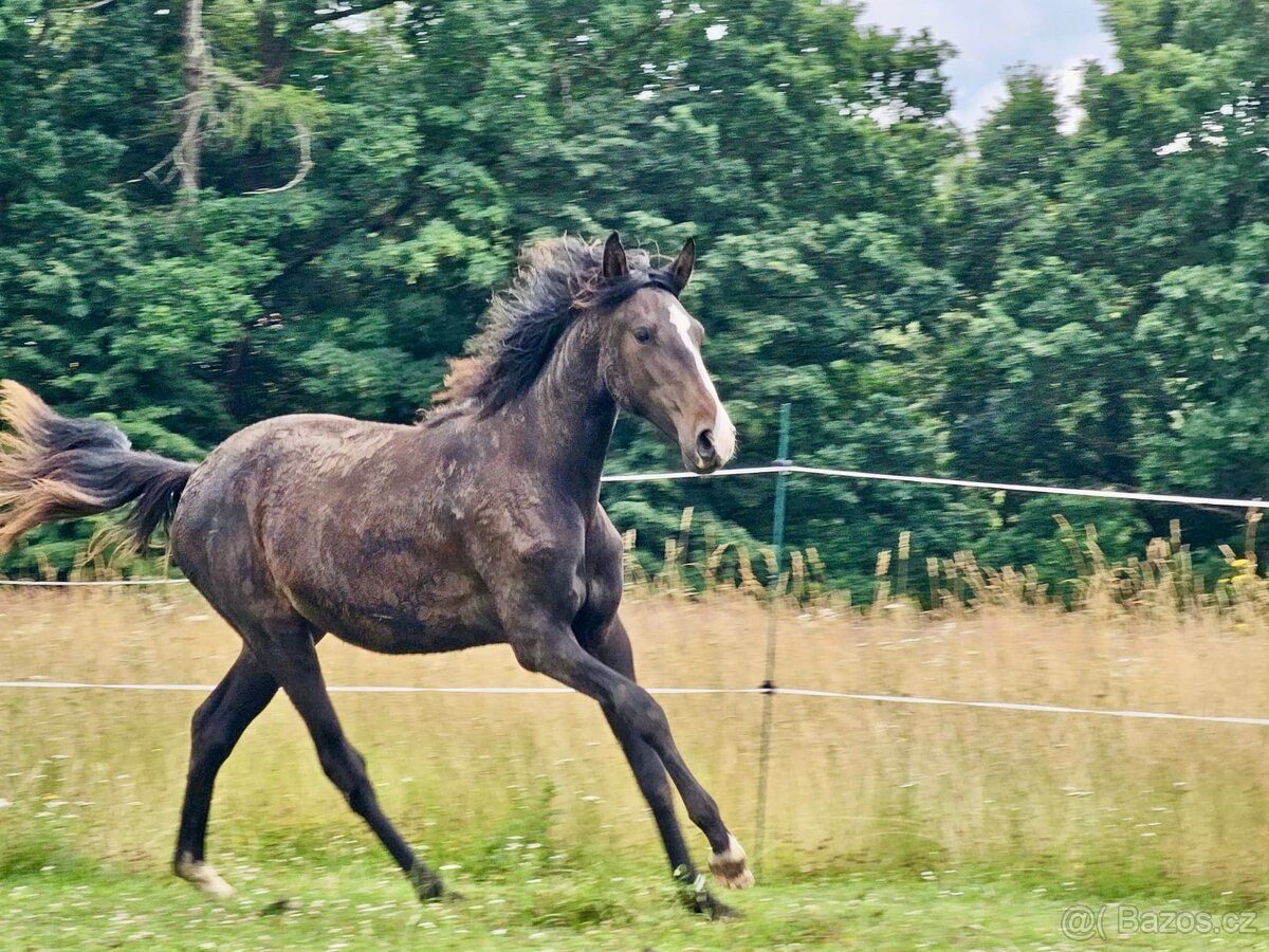 Lusitano klisna nar. 5/2024 - 5