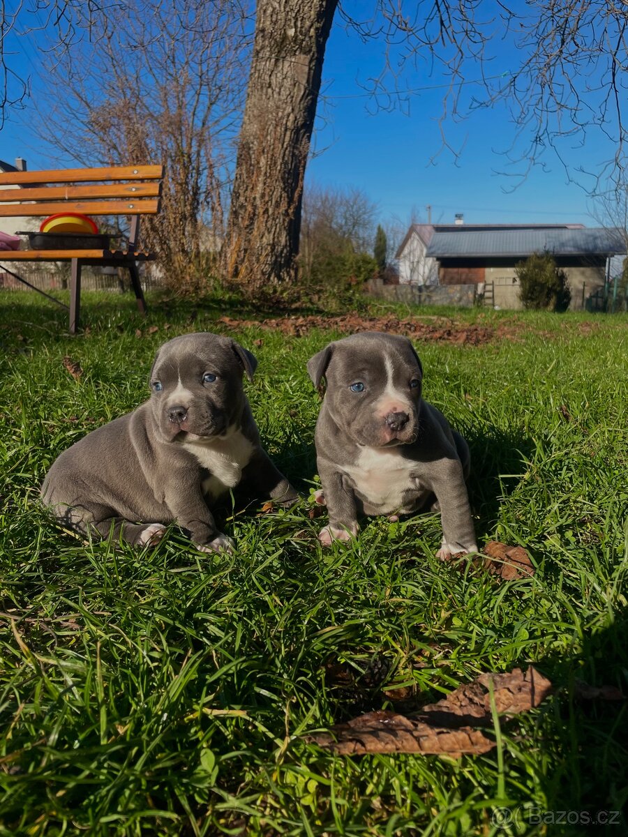 🐾 Americký stafordšírský teriér – modrá štěňátka Bibi a Oli - 5