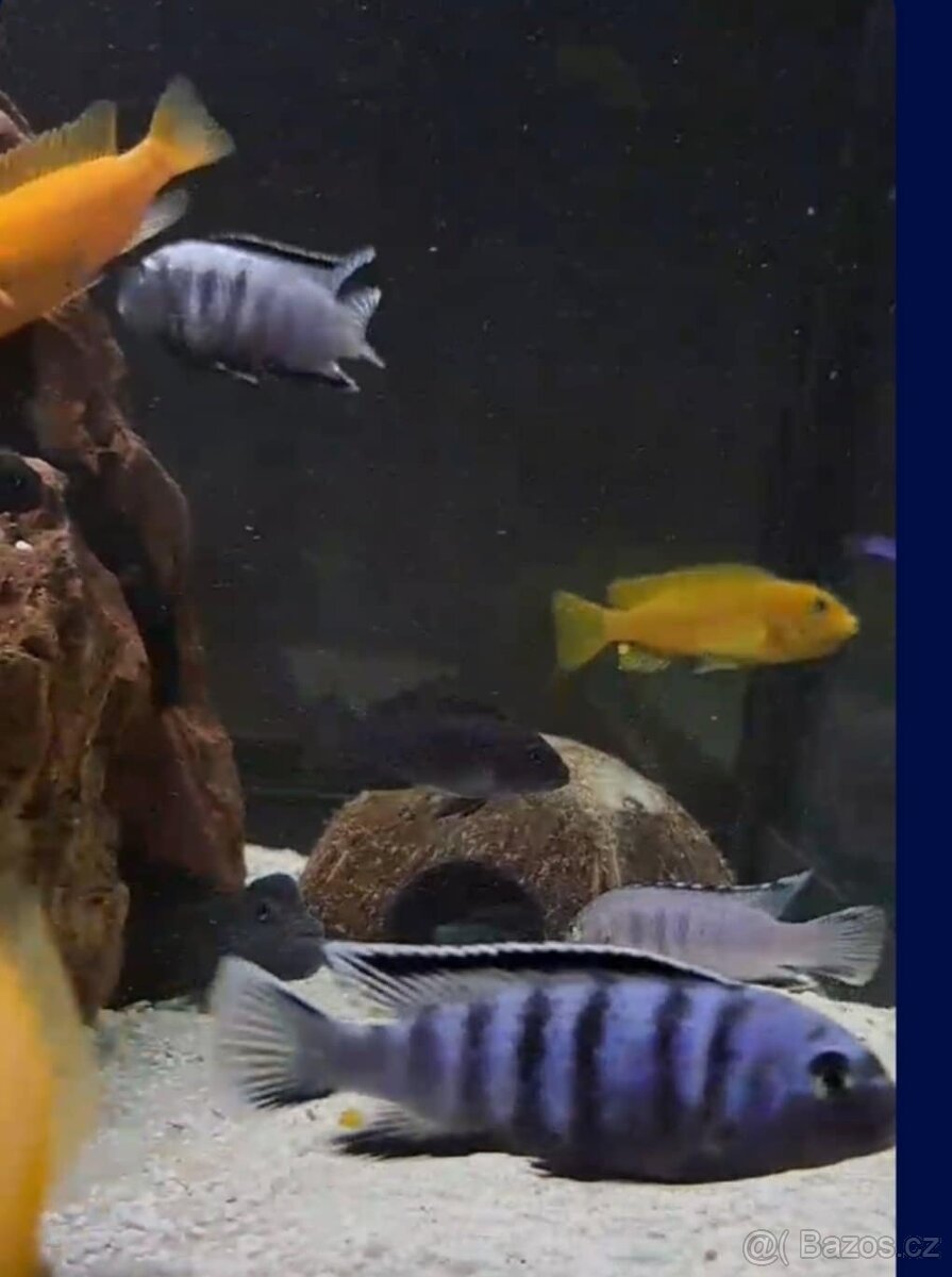 Prodam tlamovce z Malawi - 5