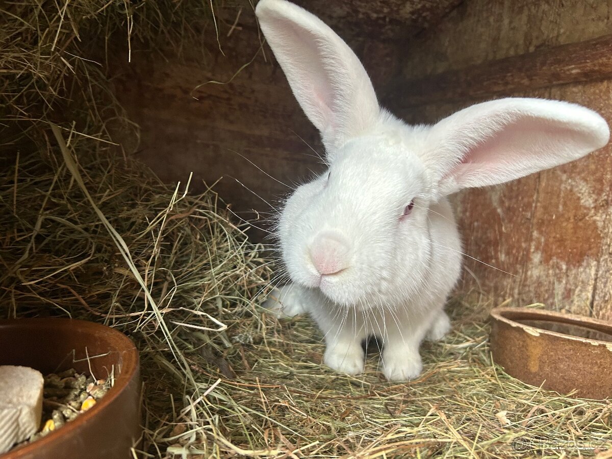 CHOVNÍ KRÁLÍCI K PŘIPUŠTĚNÍ - 5