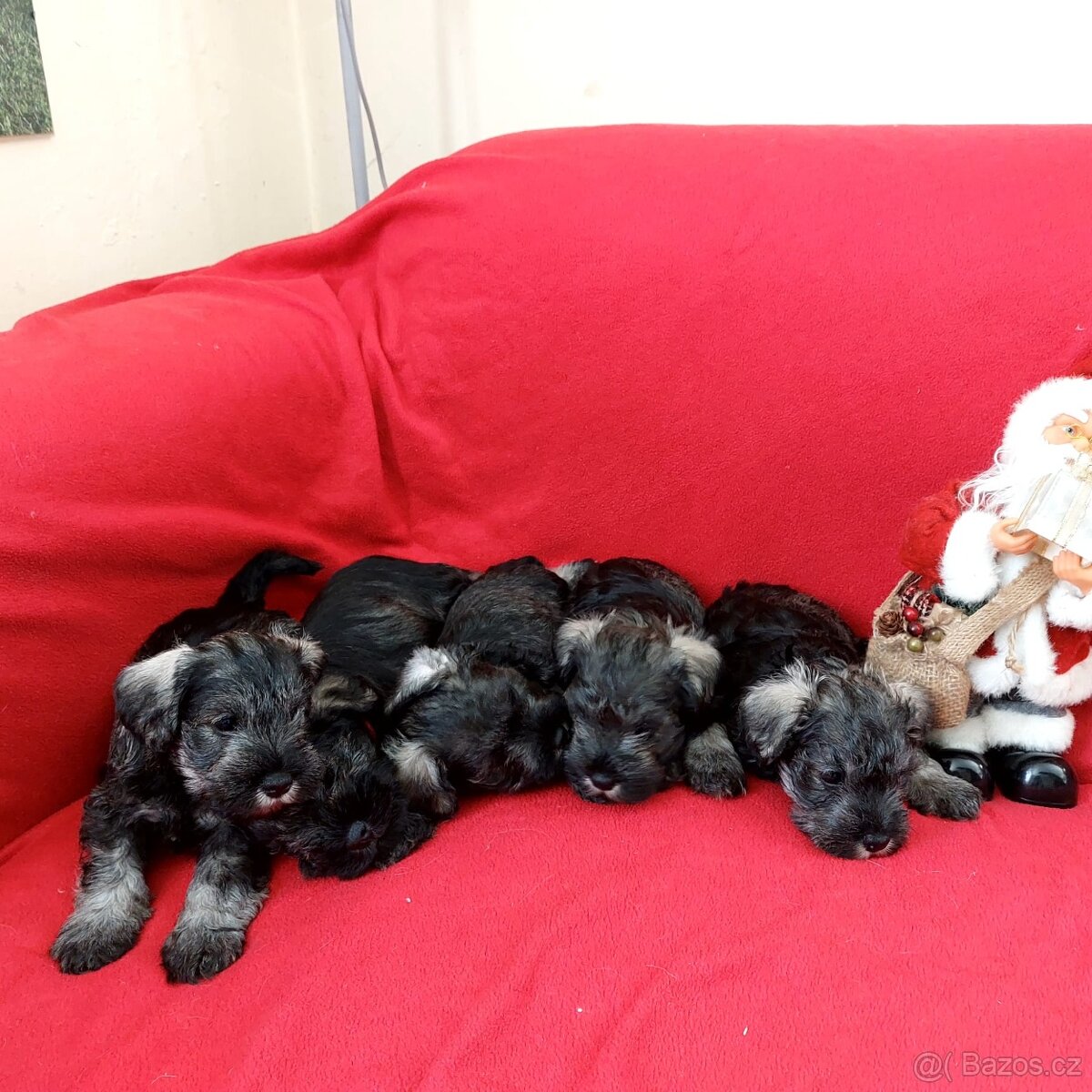 Knírač malý pepř a sůl - 5