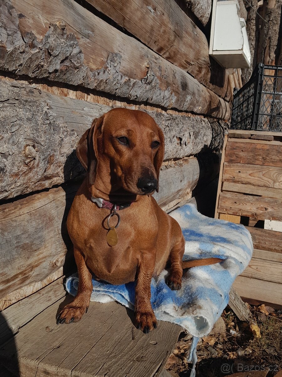 Jezevčík hladkosrstý standart - 5