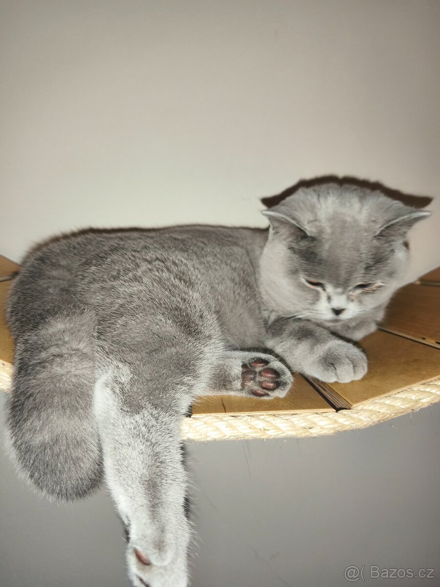 Britská modrá kočička - 5