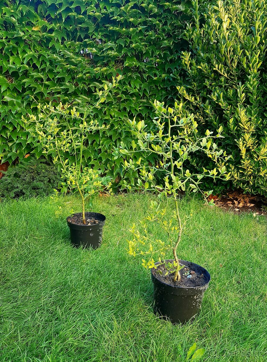 Poncirus Trifoliata, Citronečník trojlistý, stromky SLEVA - 5