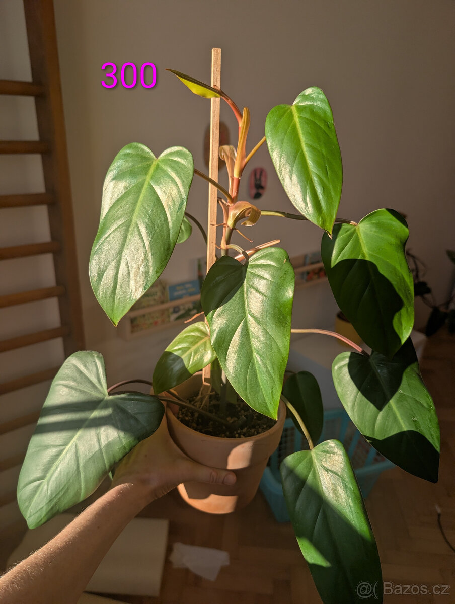 Pokojové rostliny - 5