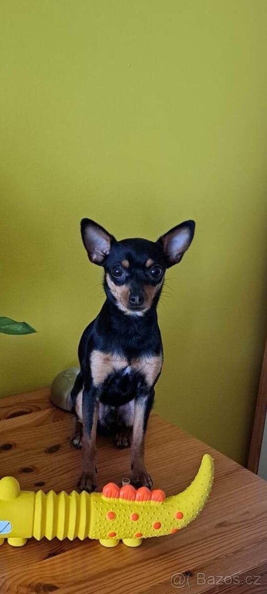 Pražsky krysařík - 5