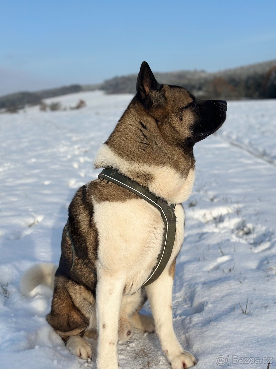 Nabízím krytí – Americká akita (pes) - 5