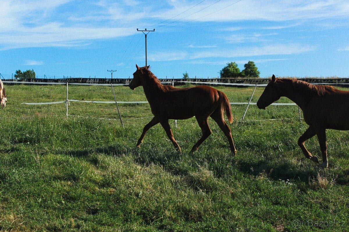 AQH hřebeček - 5