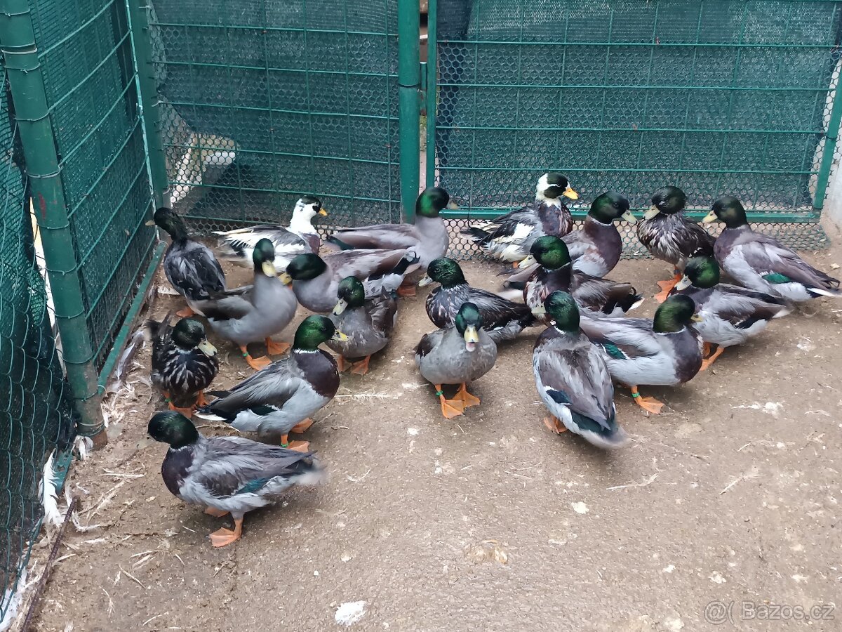 Zakrslé kachny - 5