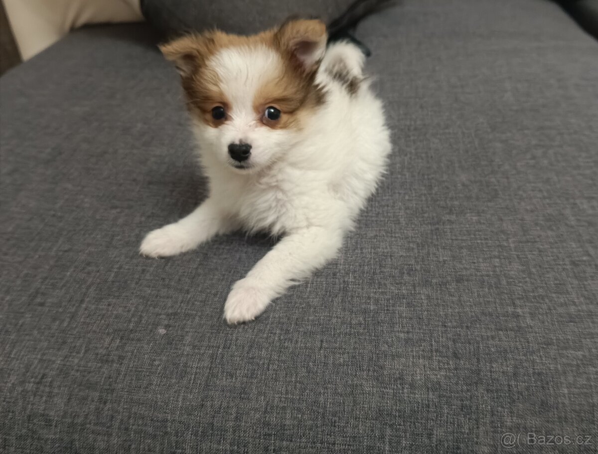 Pomeranian x čivava - 5