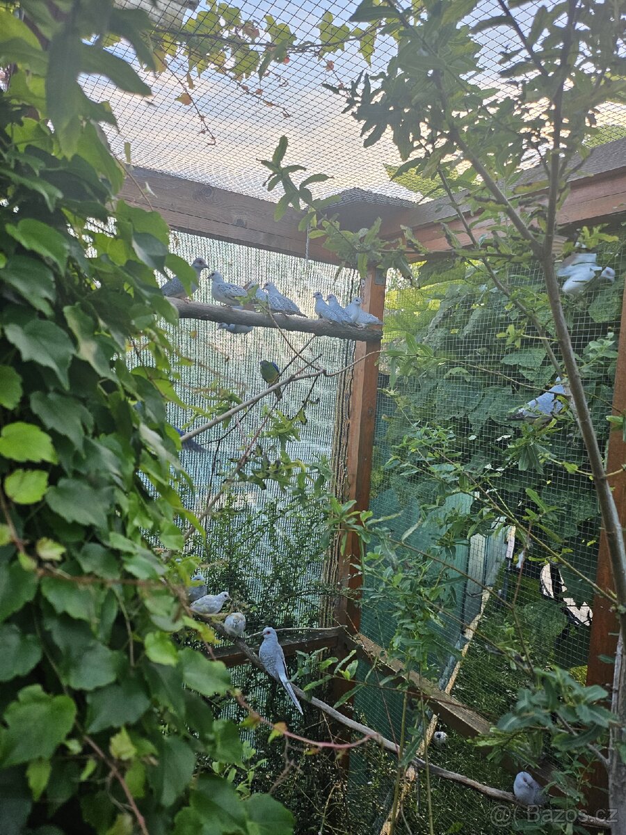 Holoubek Diamantovy z venk.voliéry - 5
