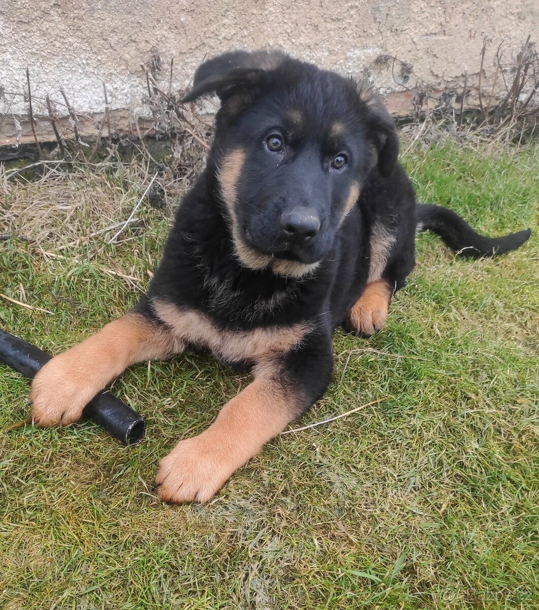Německý ovčák - štěňata s PP - 5