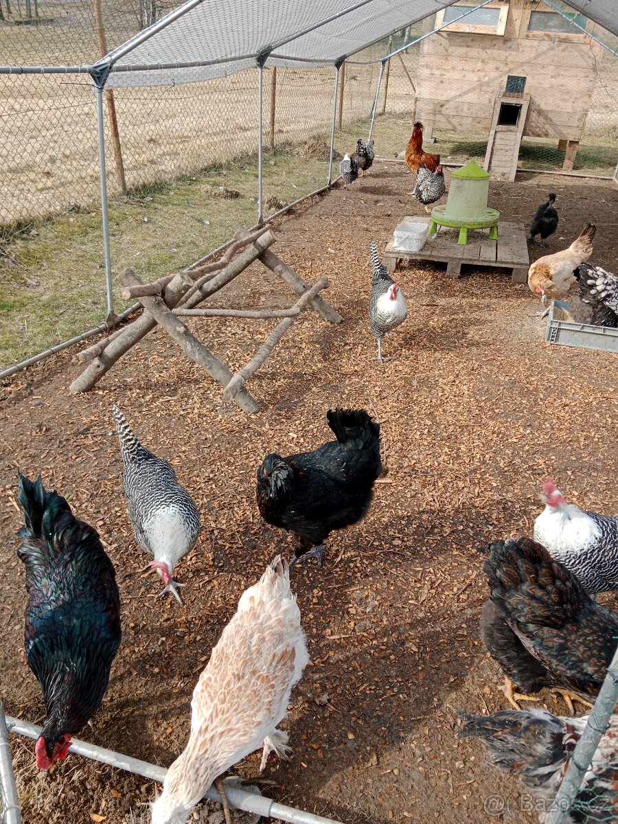 Nasadová vajíčka - 5