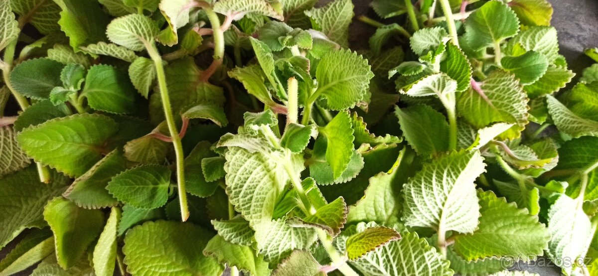 Silný rymovnikový sirup - 5