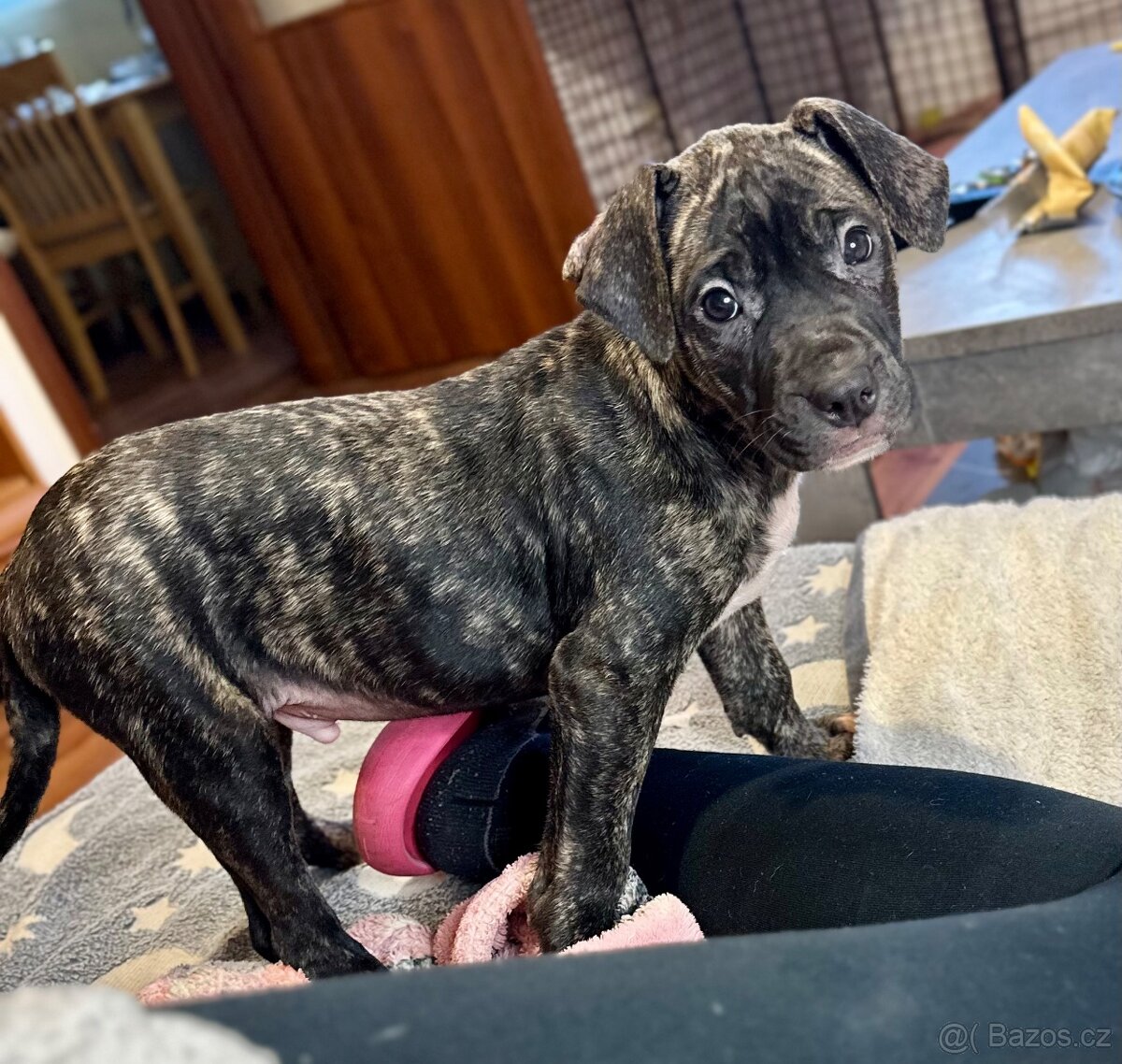 Americký pitbulterier - 5