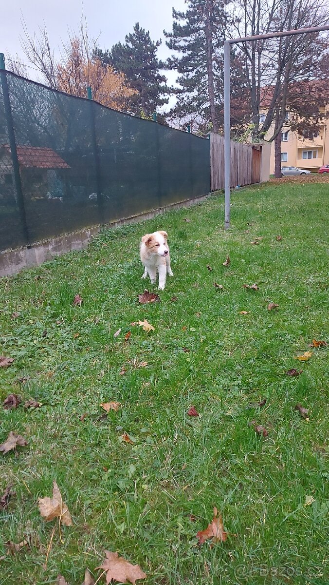 Štěňata border kolie - 5