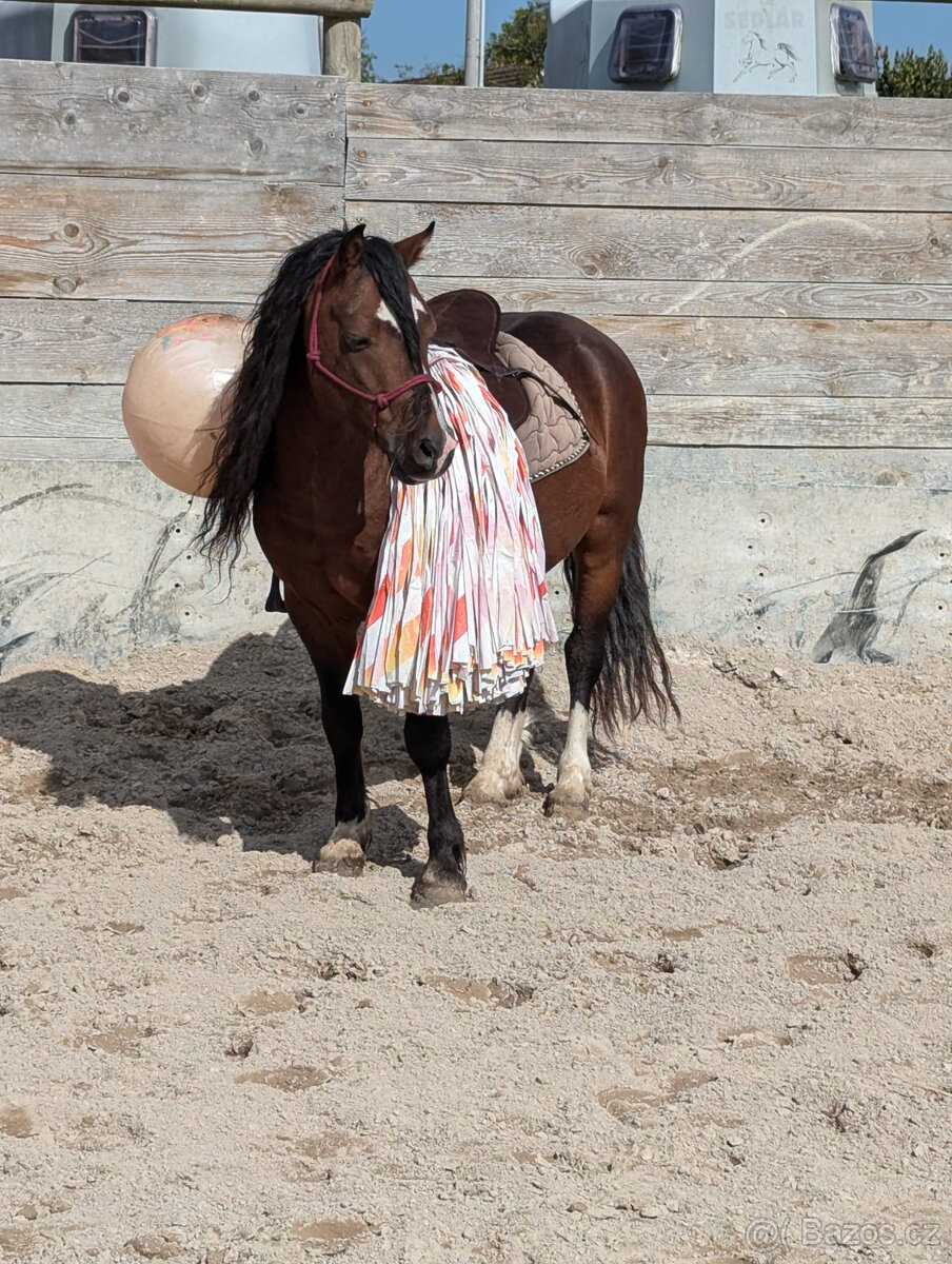 Valach welsh mountain pony, sekce A - 5