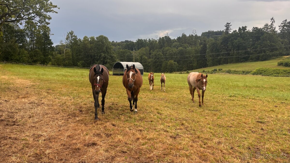 Nabídka docházky ke koním - 5