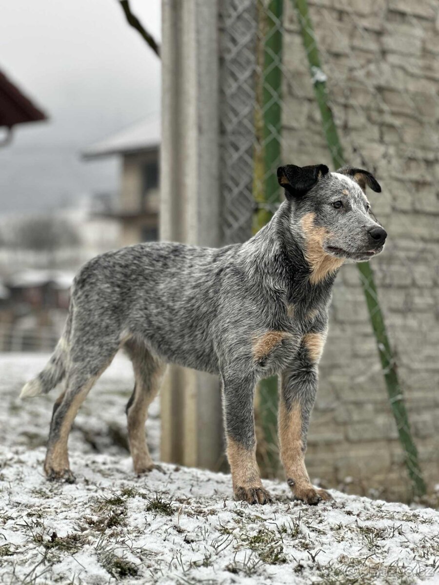 Australský honácký pes - s PP - 5