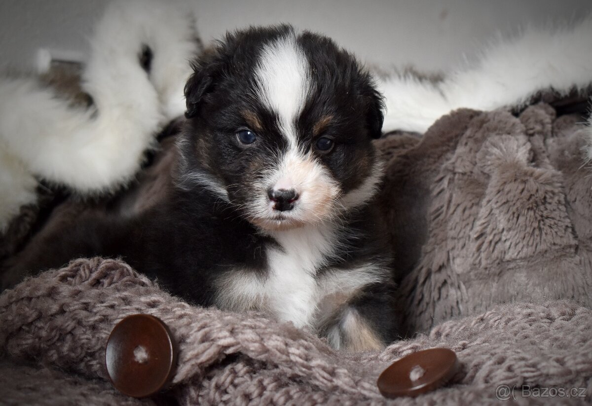 Australský ovčák s PP - 5