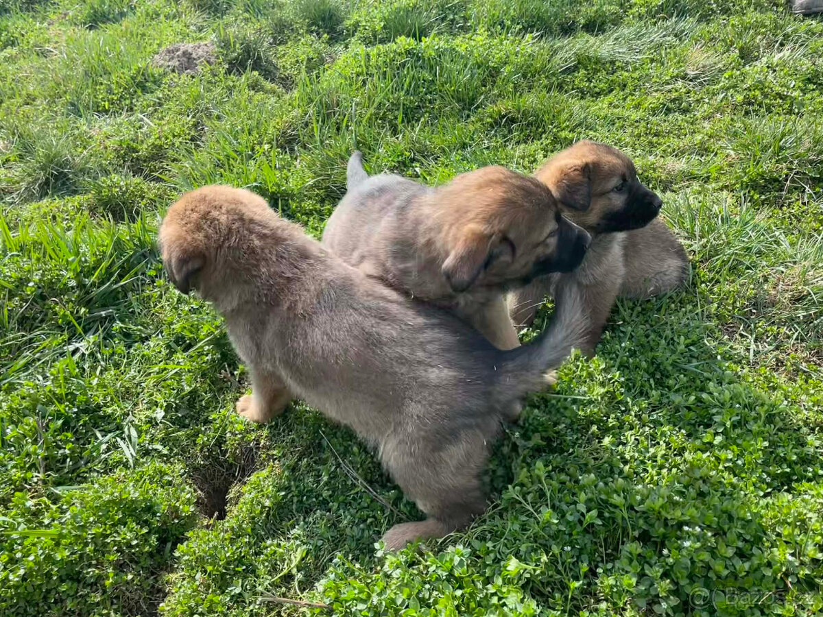 Německý ovčák štěně - 5