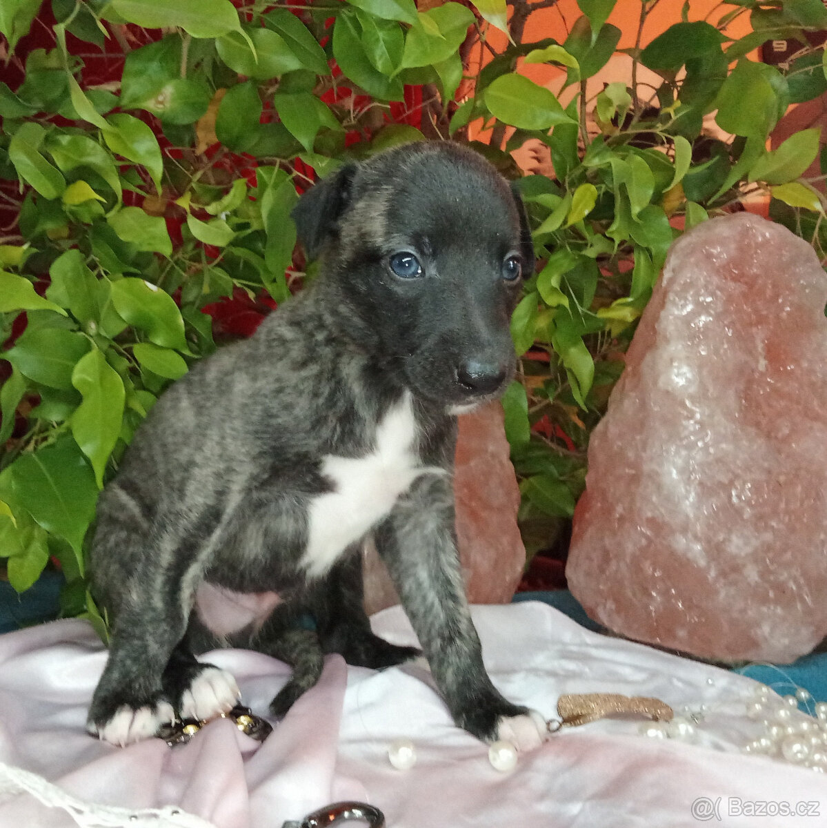 Whippet štěňátka bez PP po rodičích s PP ( FCI). - 5