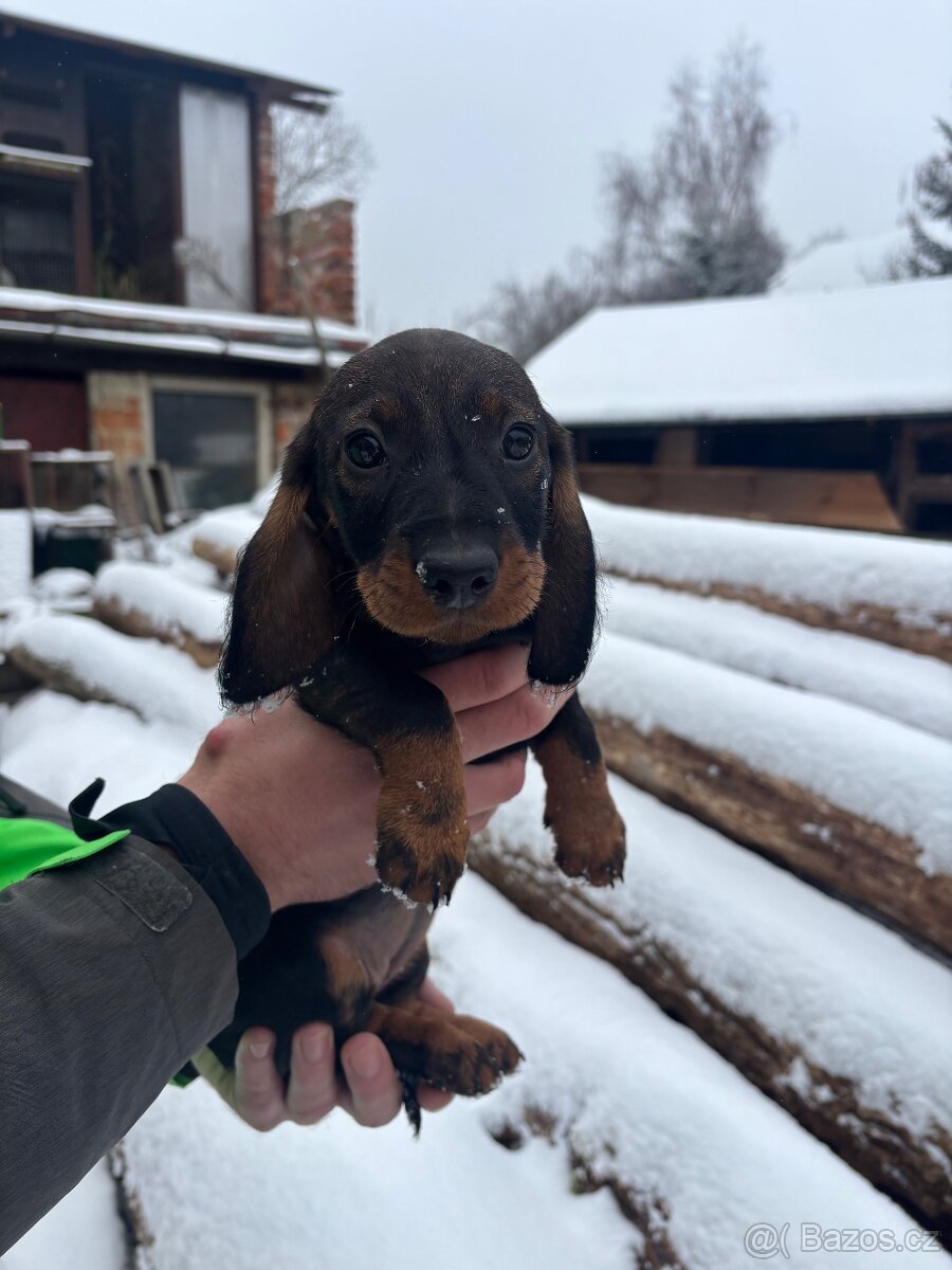 Štěně jezevčíka - 5